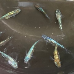 最強ラメ⁉️ ネプチューンの画像