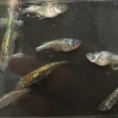 最強ラメ⁉️ ネプチューンの画像