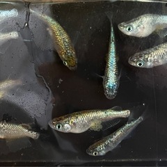 最強ラメ⁉️ ネプチューンの画像