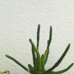 黄蛾角の画像