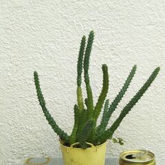 黄蛾角の画像