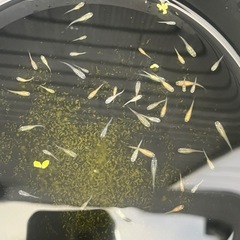 メダカＭＩＸ稚魚50匹の画像