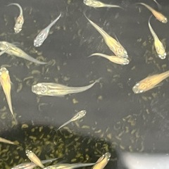 メダカＭＩＸ稚魚50匹の画像