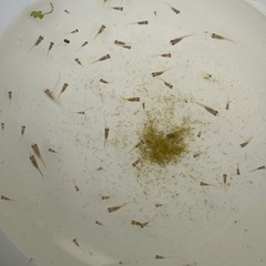 メダカＭＩＸ稚魚50匹の画像