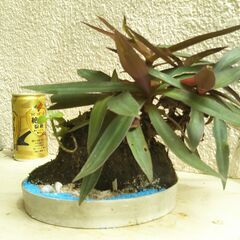 石付きムラサキオモトの画像