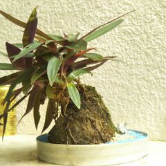 石付きムラサキオモトの画像