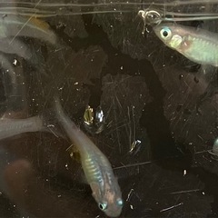 イチバン青いメダカ⁉️しずくさ〜んの画像