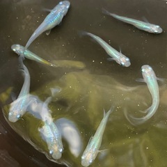 イチバン青いメダカ⁉️しずくさ〜んの画像