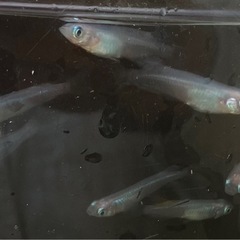 イチバン青いメダカ⁉️しずくさ〜んの画像