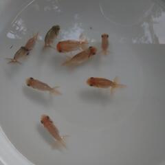 🎉㊗️４ヶ月😆【現物/9匹￥500】✨らんちゅう 当歳✨/金魚   の画像