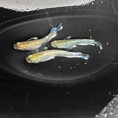 メダカ　エメキン亜種　2ペア　合計4匹　④の画像