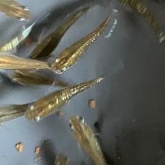 メダカ　レッドクリフダーク　10匹の画像
