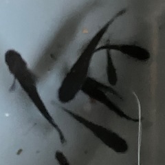 メダカ　オロチ　10匹の画像