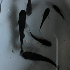 メダカ　オロチ　10匹の画像