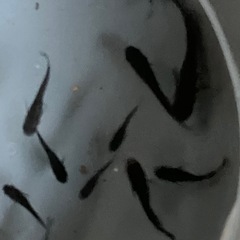 メダカ　オロチ　10匹の画像