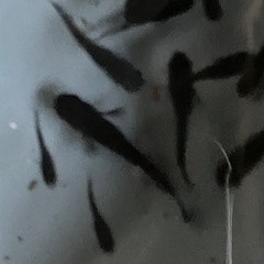 メダカ　オロチ　10匹の画像