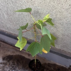 ①ローゼル苗の画像