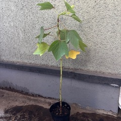 ①ローゼル苗の画像