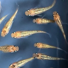 メダカ　ユリシス　10匹の画像
