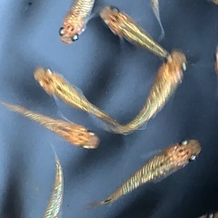 メダカ　ユリシス　10匹の画像