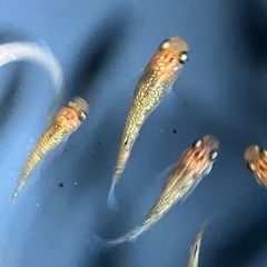 メダカ　ユリシス　10匹の画像