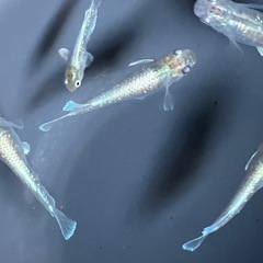メダカ　エメキン　10匹の画像
