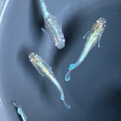 メダカ　エメキン　10匹の画像