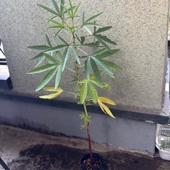 ②ローゼル苗の画像
