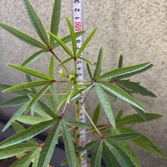 ②ローゼル苗の画像