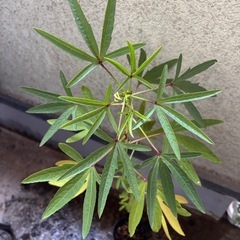 ②ローゼル苗の画像