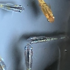 メダカ　ベテルギウス　10匹の画像
