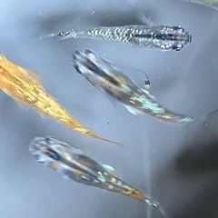 メダカ　ベテルギウス　10匹の画像