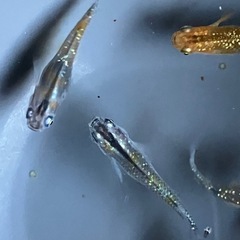 メダカ　ベテルギウス　10匹の画像