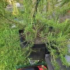 ローズマリー5点どうですか？の画像