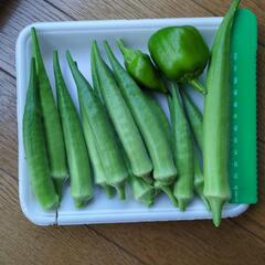 丸オクラ　農薬不使用