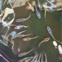 メダカユリシス【成魚】の画像