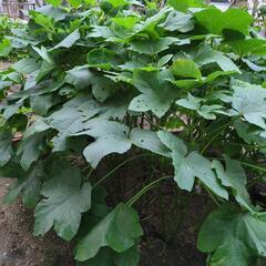 丸オクラ　農薬不使用の画像