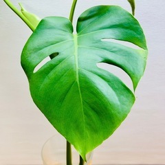 🌿 モンステラ 🌿小さ過ぎず大き過ぎず「丁度良いサイズ」　茎長約45〜55cm位 観葉植物  の画像