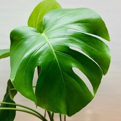 🌿 モンステラ 🌿小さ過ぎず大き過ぎず「丁度良いサイズ」　茎長約55〜65cm位 観葉植物  の画像