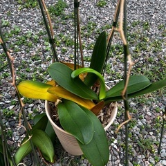 胡蝶蘭☆花の終わった胡蝶蘭の苗☆差し上げますの画像