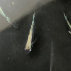 メダカ　黒流星　10匹の画像