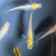 メダカ　三色体外光　10匹の画像