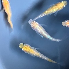 メダカ　三色体外光　10匹の画像
