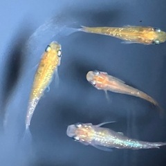 メダカ　三色体外光　10匹の画像