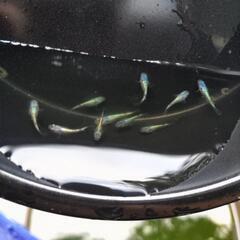 ネプチューンメダカの画像