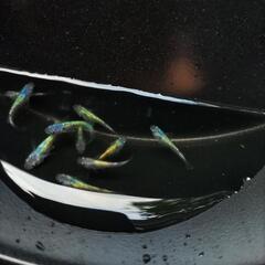 ネプチューンメダカの画像