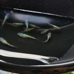 ネプチューンメダカの画像