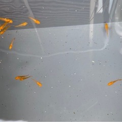 竜章鳳姿　メダカ　めだかの画像
