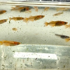 竜章鳳姿　メダカ　めだかの画像