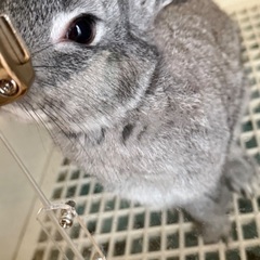 うさぎさんの里親募集